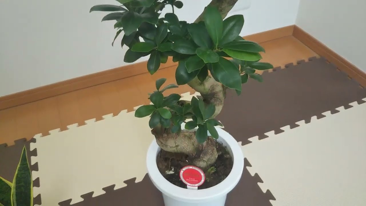 邪気 を 払う 植物