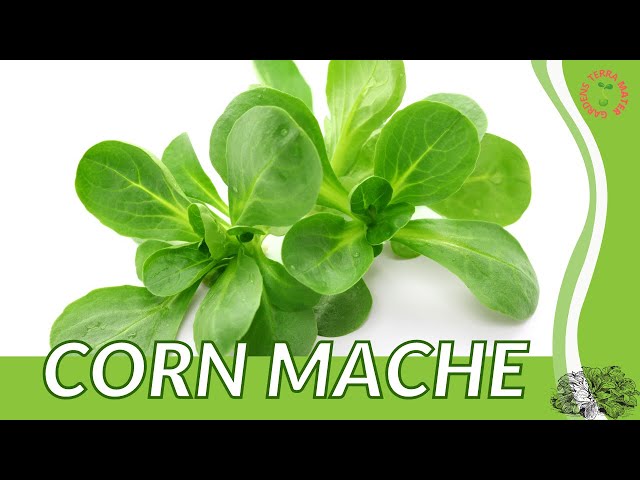 How to Grow Mache (Corn Salad): Spring's First Green - FineGardening