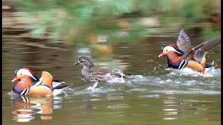 철새인데 한국 궁궐에 반해서 아예 눌러앉은 새?🐥창경궁 춘당지 원앙 Korean Mandarin Ducks at Chundangji in Changgyeonggung Palace screenshot 3