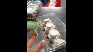 Yemen Chameleon Feeding time