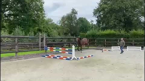 3 yrs old Gelding Connect x Guidam