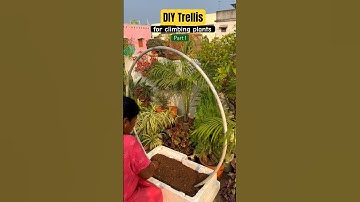 DIY trellis ideas for terrace garden 🪴 #gardening #ashortaday #diy