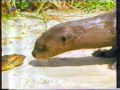 Otter vs Anakonda