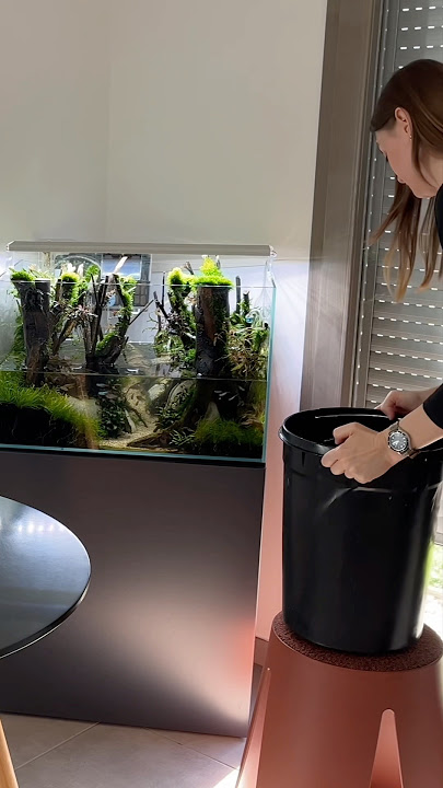 Download lagu Water Changing The Forest Tank #aquascape #aquascaping #aquarium #plantedtank #plantedaquarium