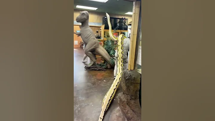 worlds snake🐍🐍🐍Reticulated pythons 😳😱huge python ever#shorts #snake #pythons #large