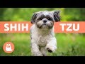 SHIH TZU en español - Características y cuidados