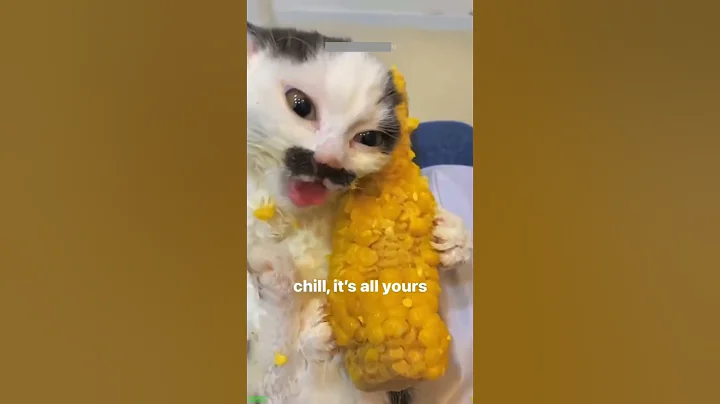 Watch the video about Cat Funny Videos 🐕 #animals 🐱 # #6729