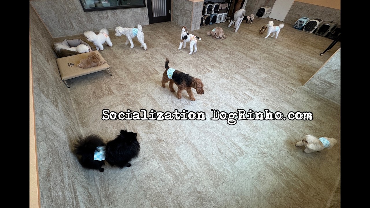 Dog daycare in Japan DogRinho 犬の保育園 20260615 - YouTube