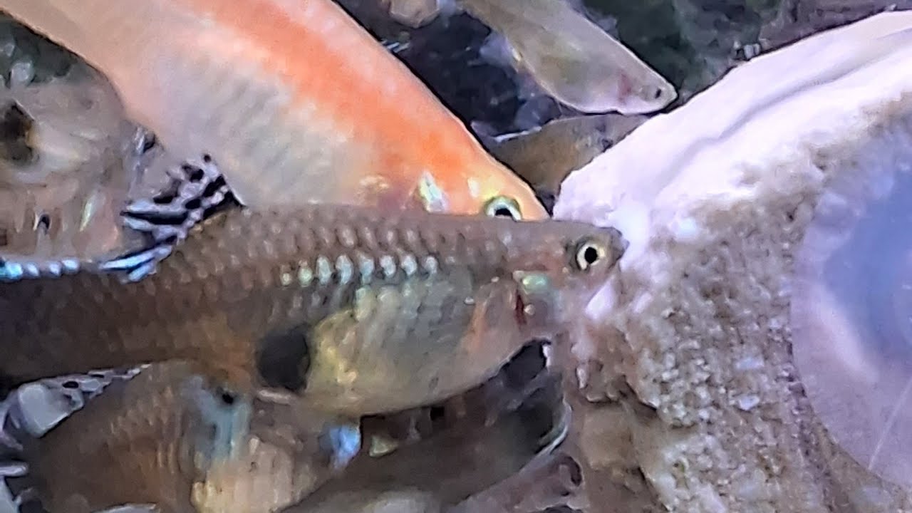 bora de live com Rei dos guppy