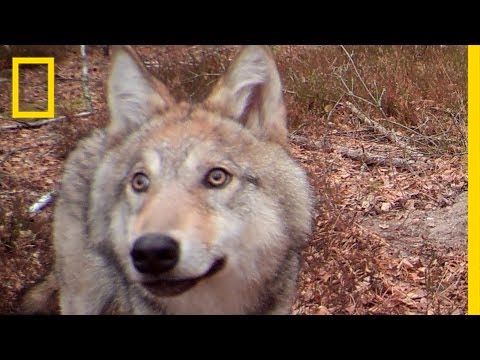 Video: Cop möter två som synes aggressiva hundar och svarar på det mest perfekta sättet