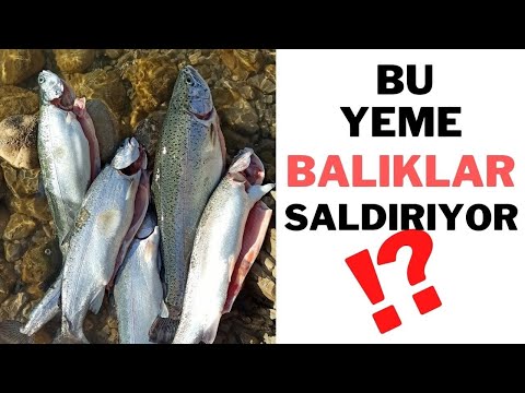 ALABALIK AVINDA KULLANILAN YEMLER❓BALIK YAKALAMANIN KOLAY YOLU 😉 GÖLDE ALABALIK AVI TEKNİKLERİ 2022