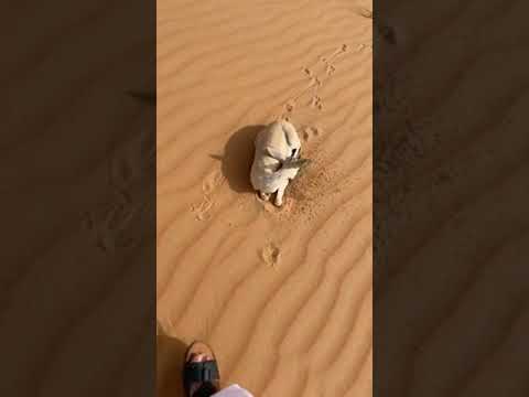 صيد الغزال صحراء الجزائر متابعه اعجاب