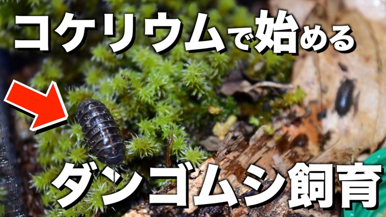 の エサ ダンゴムシ ダンゴムシの効率的な採集方法【50匹〜】｜ysakaki｜note