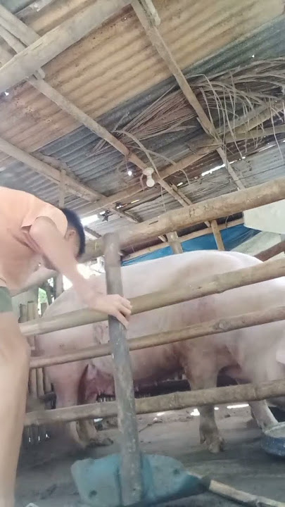 MAPAKAON TA UG BABOY HEHE