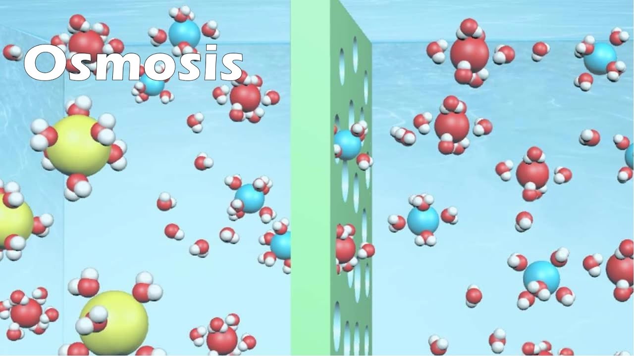 body fluid compartments youtube osmosis body fluid compartments youtube osmosis