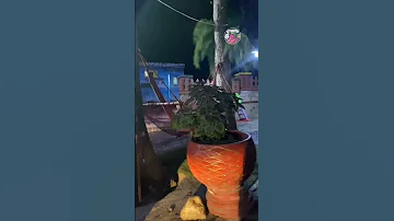 Habibi Come To Béjaïa Bejaia Algerie Youtubeshorts Tourism Guide الجزائر بجاية 