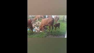Sapi lucu | Lembu | Lembu Lucu | Suara Sapi | Sapi moo #sapi #takurwinrimba