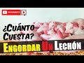 ¿Cuánto Cuesta? ENGORDAR un LECHÓN