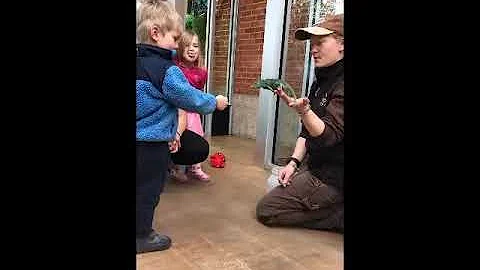Slow Motion Chameleon Tongue