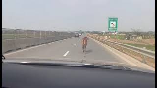 Hú hồn vì bò chạy trên cao tốc Đường cao tốc Mai Sơn - Quốc lộ 45