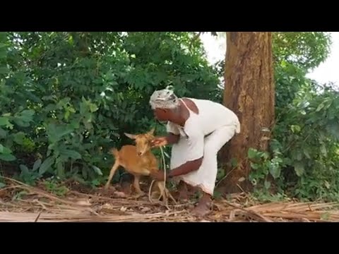 MBUZI MTU Sehemu 01 02 