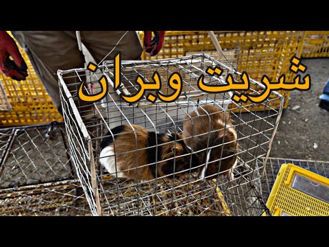 فلوق رحنا السوق الطيور وشريت وبران وبط مكسوفي مع صغاره