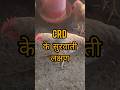 🚨 CRD के ये लक्षण दिखें तो तुरंत Action लें! #CRD #poultry #chicken #farming #chickenfarm