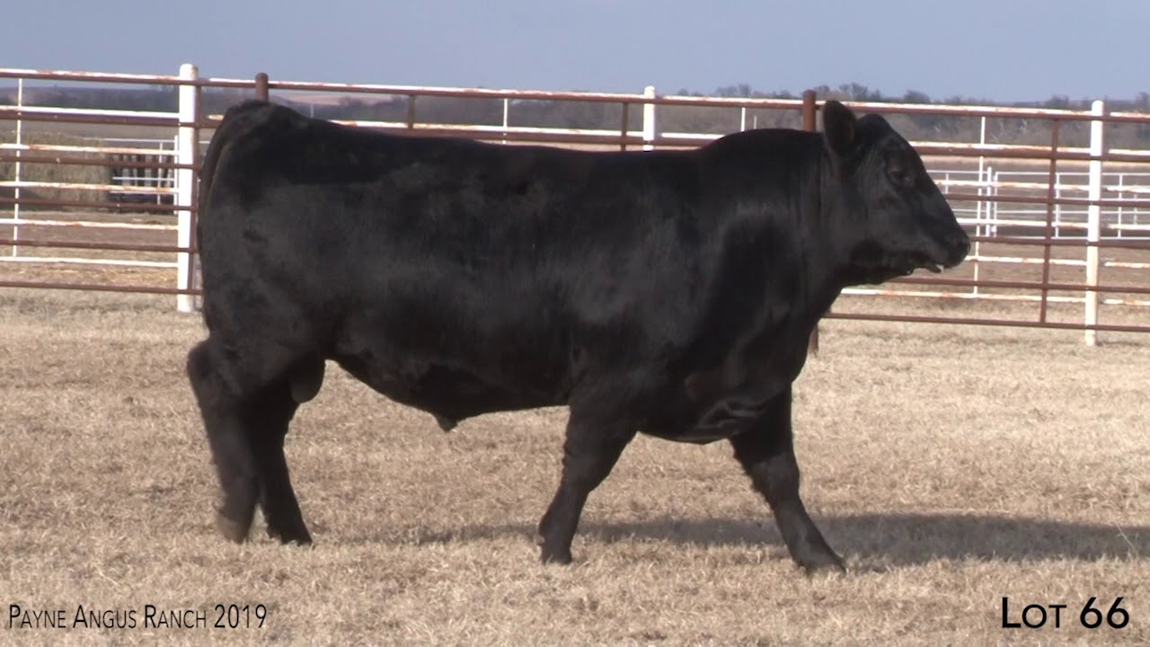 Payne Angus Ranch Lot 66 - YouTube