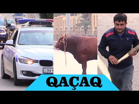 Qızğın Öküz Polisə Qarşı - Bakıda Dəhşət Saçdı - Yeni Kadrlar