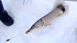 ЩУКИ ГИГАНТЫ РВУТ ЛЕСКУ / Проверка жерлиц. Рыбалка на крайнем севере. Fishing