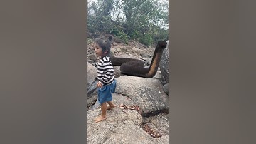 #short Big Anaconda Snake on Video 1 🐍 #snake #shorts #anaconda #python