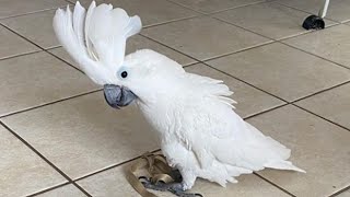 White Cockatoo Talking & Dancing | Funny Umbrella Cockatoo Talking by Pet Birds 6,672 views 2 years ago 4 minutes, 7 seconds