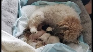 Missy our toy poodle giving birth to Maltipoo puppies.