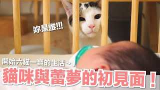 【小貓奴養成記EP1】貓咪與蕾夢的初見面！開始六貓一寶的生活～