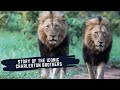 CHARLESTON MALE LIONS - LIFE OF LIONS OF SABI SAND