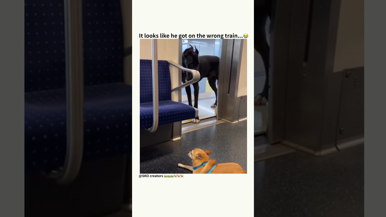 He chose the wrong train… 😭