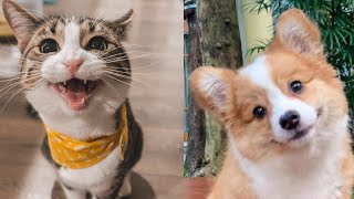 Funniest cats and dog videos compilation part 12 / Funny Pets' house