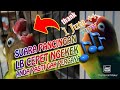 SUARA PANCINGAN LOVEBIRD agar CEPAT NGEKEK PANJANG || BAMIS LOVEBIRD farm