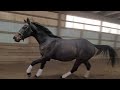 Spectacular Splendor 4 yr old TB 17 plus hands