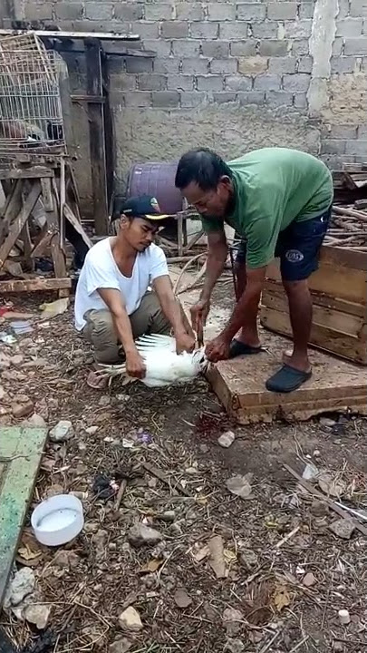 Ayam dipotong