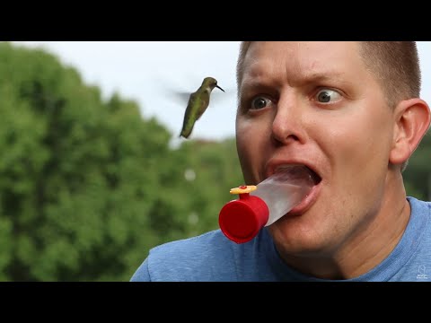 Video: Prečo je kolibrík širokochvý dôležitý?