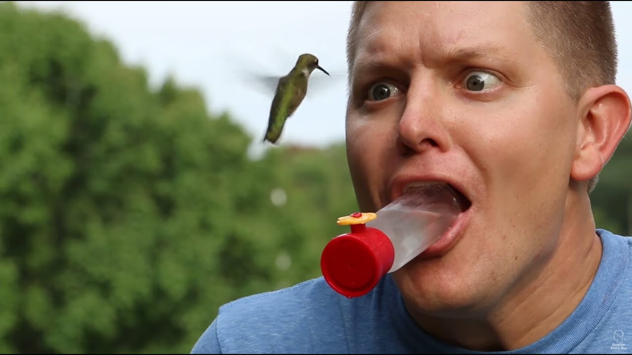 How Hummingbirds Depend on Humans (In SlowMo) - Smarter Every Day 124