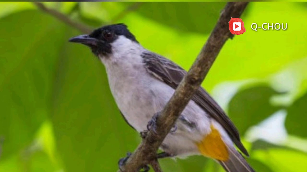 🔵masteran Kicau burung KUTILANG yang paling banyak di cari 100%ampuh
