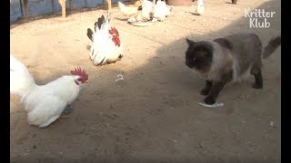 Кошка - сверхзащитная мама для своих цыплят | Криттер Клуб