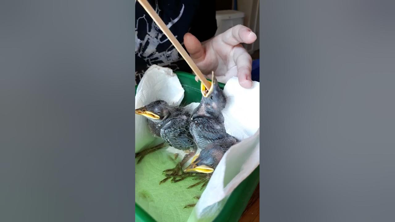 Yoop feeding the baby Starlings YouTube