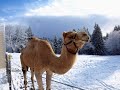 ✅ЛАТВИЯ НА ВЫХОДНЫЕ, ZOO Rakši | Bерблюжий парк    Путешествуем c Владимиром Волошиным +37129146067