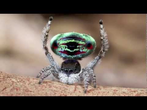 Peacock Spider 5