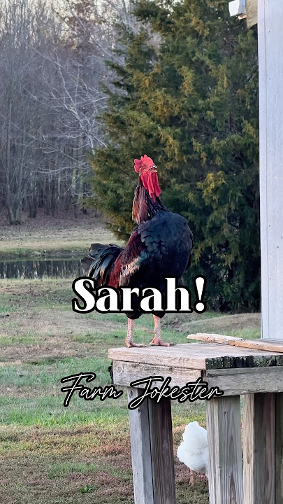 Sarah!, Oh Sara!, Sarai! Where are you? Come get your bird! #rooster #chickens #chicken #funny