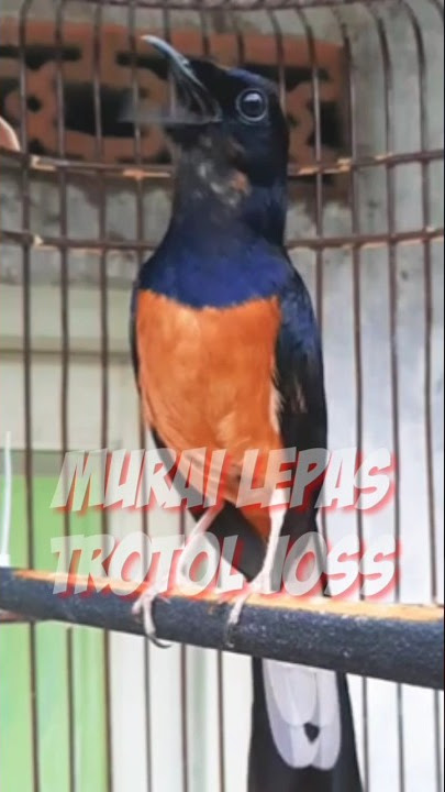 Murai lepas trotol joss gacor dor #pancinganmuraibatu