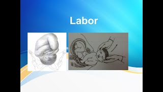 Normal Labor and its mechanism screenshot 5